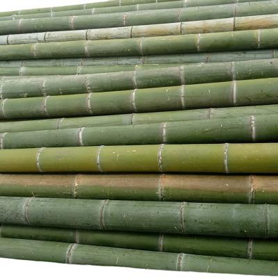 bamboo pole