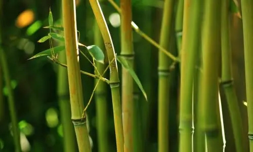 De la perche de bambou au bâton de bambou